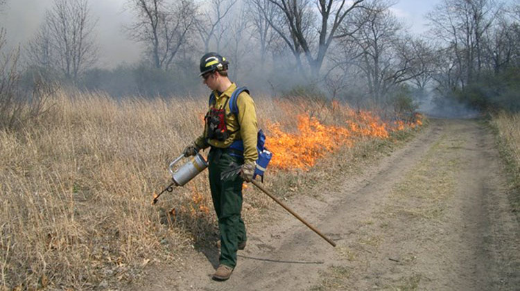 A firefighter starts a controlled burn.  - Courtesy National Park Service Image Collection