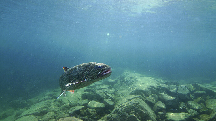This September 12, 2018 photo provided by the Great Lakes Fishery Commission shows a lake trout swimming off Isle Royale, Mich., in Lake Superior. Lake trout were once the most dominant fish predator fish species in the Great Lakes but declined in the 20th century. - Andrew Muiri/Great Lakes Fishery Commission via AP