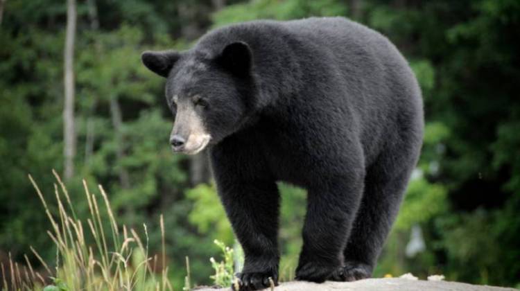 Rare Bear Confirmed Sighting Is Indiana s First In 140 Years