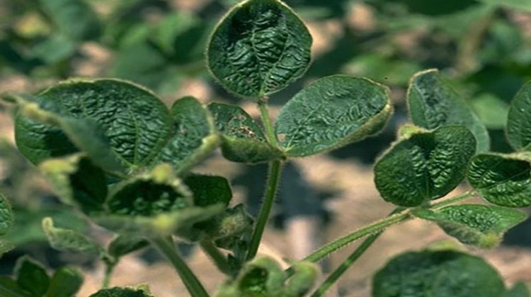 Despite Efforts To Stop Drift, Dicamba Complaints UpDicamba can cause "cupping" in non-tolerant soybeans, which are especially susceptible to the herbicide. - Photo courtesy Purdue University