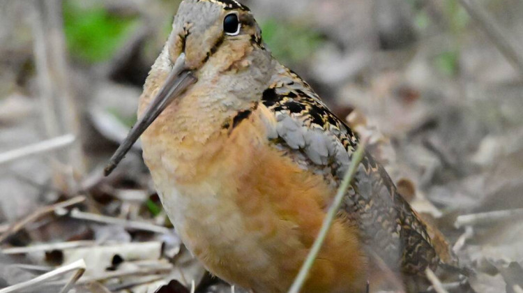 An American woodcock found in Rachael Ackley's woods in Shelby County. It's a migratory shorebird whose numbers have been declining for decades, likely because of habitat loss due to development. - Provided by Rachael Ackley
