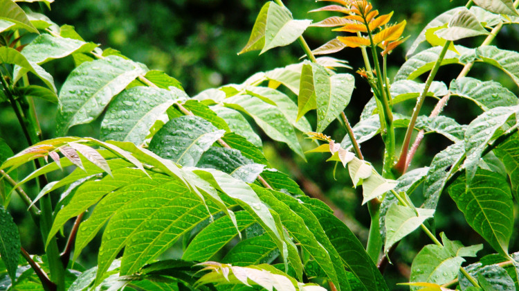 The invasive plant tree of heaven can block sunlight from reaching the forest floor, preventing hardwood trees from growing. - Karduelis / Wikimedia Commons