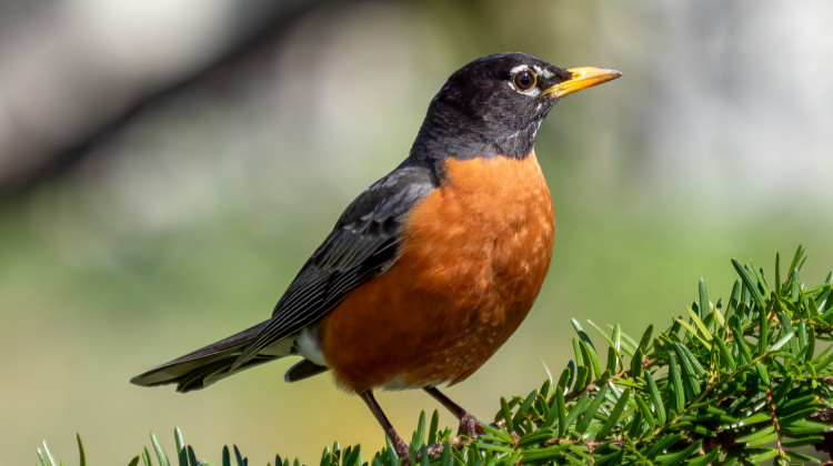 Last year's solar eclipse made birds erupt into a false dawn chorus, IU researchers find