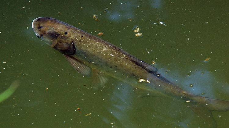 Asian carp have spread throughout much of the Wabash River watershed and juvenile silver carp were confirmed last week in Salt Creek just downstream of Lake Monroe's dam near Bloomington. - Tino Strauss, CC-BY-SA-3.0