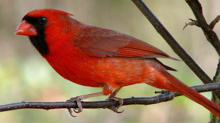 New Bird Trail Launched In Indy