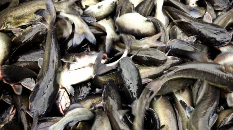 Battle Of The Bottom Feeder: U.S., Vietnam In Catfish Fight