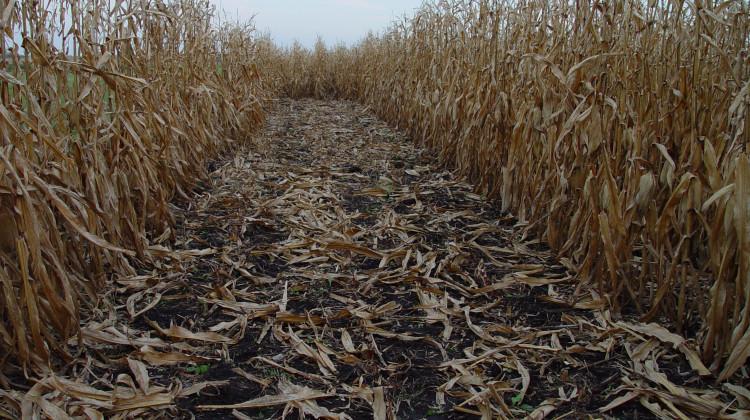 Corn stover are the stalks, leaves and husks leftover after corn is harvested. When rotting on the ground, it releases the greenhouse gas carbon dioxide — but it could be made into biofuel. - Courtesy of the Idaho National Laboratory Bioenergy Program / Flickr