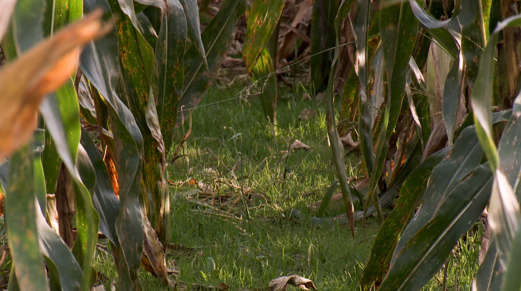 Green rye grows between rows of corn. This cover crop helps to keep the soil in place and reduce the need for fertilizer.  - FILE PHOTO: Seth Tackett/WTIU