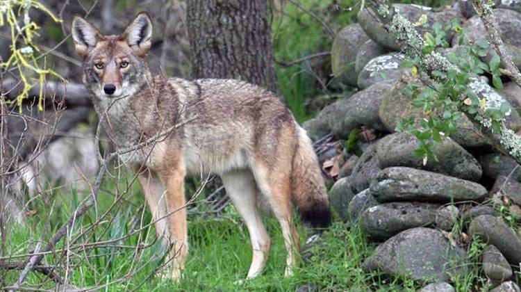 Indianapolis Department Warning Pet Owners Of Coyote Attacks