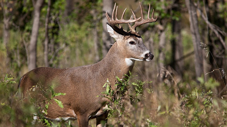 An often-fatal disease for deer called EHD impacted nearly 500 deer in Indiana last year. - File Photo: WFYI