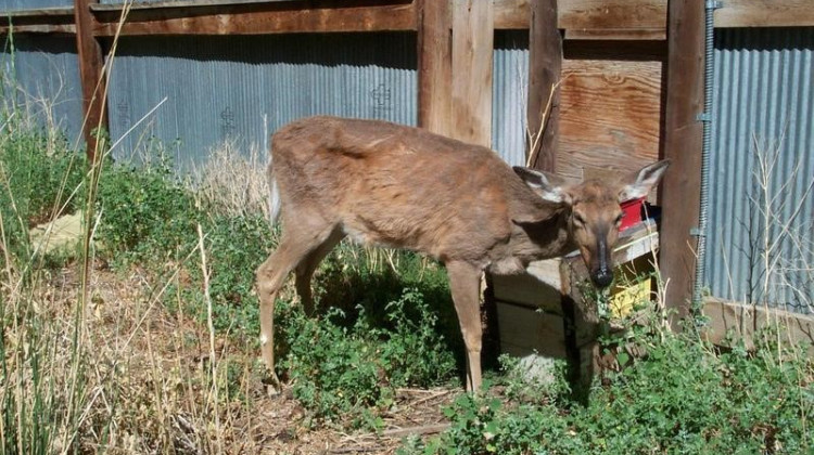 Deer farmers want to use genetics to address chronic wasting disease in Senate bill