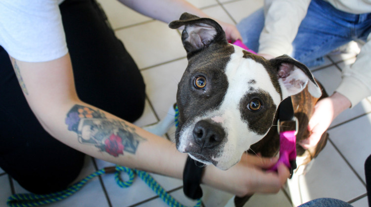 Making a shelter dog's day — one 'day out' at a time in Indianapolis