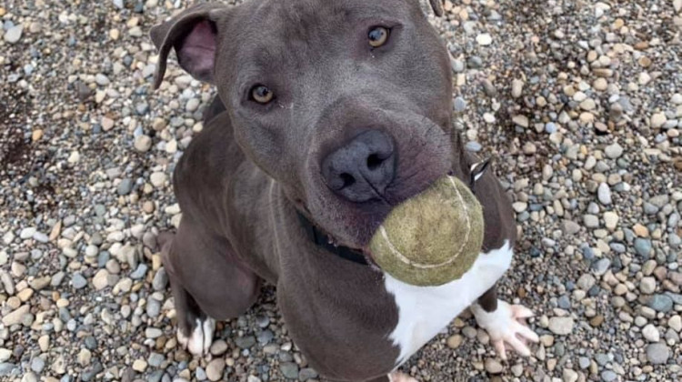 The Indianapolis Animal Care Services is currently over capacity with about 230 dogs in the building. - WFYI FILE PHOTO