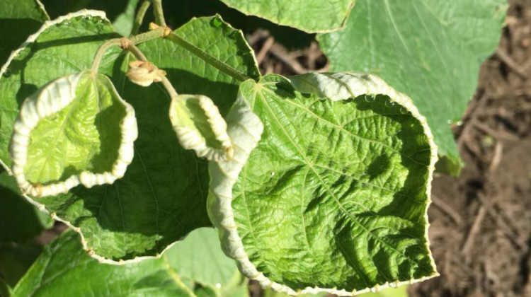 EPA aims to reapprove controversial herbicide. State regulators worry the label is too confusing