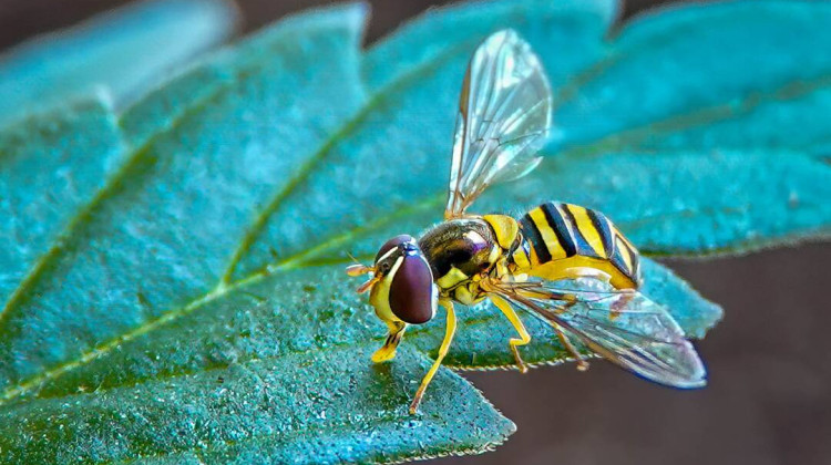 They seem to be everywhere this time of year. What is a hover fly?
