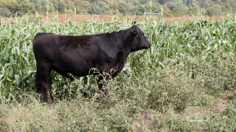 Fewer cows led to a drop in greenhouse gas emissions around the country