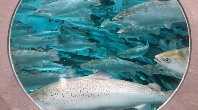 Wisconsin company revives Indiana fish farm previously used for genetically engineered salmon