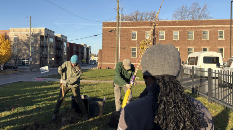 Local environmental groups urge Indianapolis to protect its urban forests