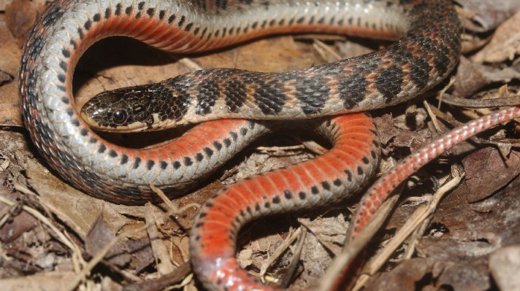 A Kirtland's snake found in Clay County, 2015. The snake is being considered for a federal endangered species listing. - Andrew Hoffman / Flickr