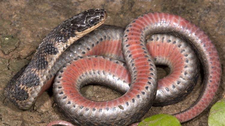 A Kirtland's snake found along a creek in southeastern Indiana, 2009. - Todd Pierson / Flickr