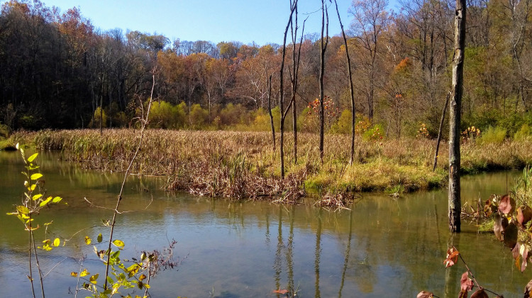 Because of a state law passed three years ago and the result of a recent U.S. Supreme Court case, few wetlands in Indiana are protected today. - Rebecca Thiele/IPB News