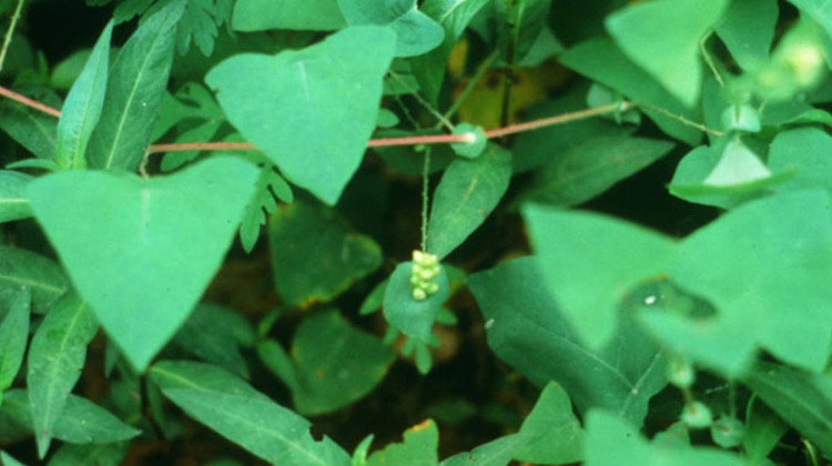 Invasives, like mile-a-minute vine, can crowd out native plants and reduce species diversity. They also threaten Indiana's lumber, agriculture and tourism industries.  - USDA Animal and Plant Health Inspection Service