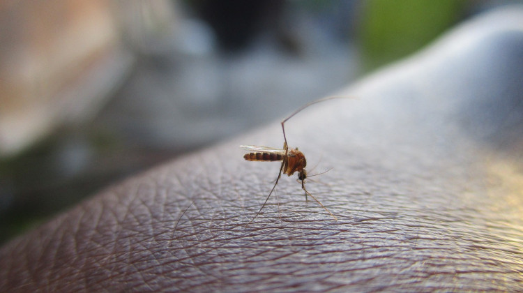 Mosquito-borne illnesses are rising: Here's how to protect yourself