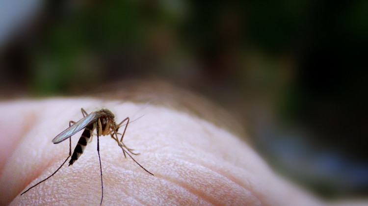 The West Nile virus is primarily spread by mosquitoes. While the case was reported in Lake County, IDOH said virus activity has also been detected in mosquitoes throughout the state. - James Jordan / Flickr