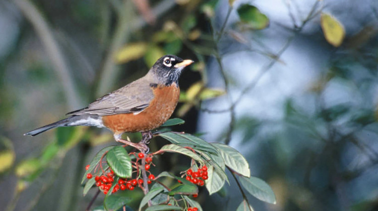 Songbirds such as American robins (shown here), blue jays, grackles, starlings, and sparrows appear to be those that are primarily affected. - Lee Karney/USFWS