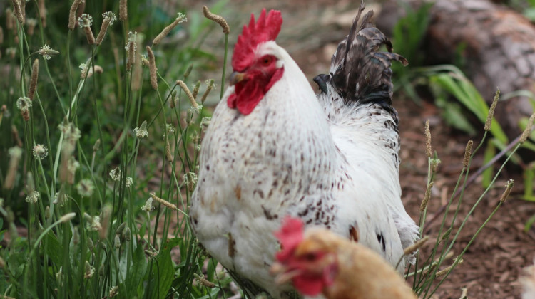 Indiana's State Board of Animal Health has declared the state bird flu free. Officials said that doesn't mean farmers have the "all clear" - Farah Yousry / WFYI FILE PHOTO