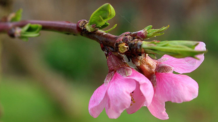 Around the first few days in January, temperatures dropped to about 20 degree below zero, killing buds on area peach trees. - Pixabay/public domain