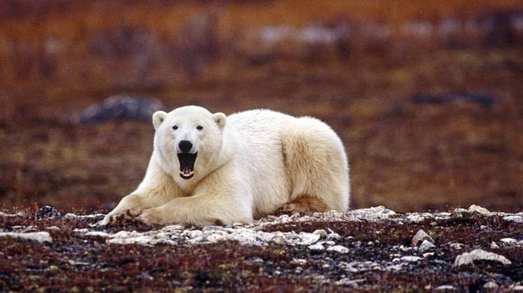 Polar Bear Researcher Gets $100,000 In Settlement With Feds