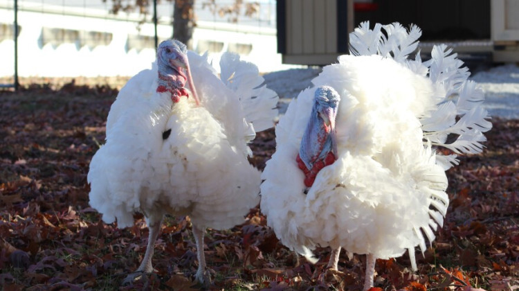 An Indiana turkey flock has been found with avian influenza, the first recorded case in almost a year. - Ben Thorp / WFYI