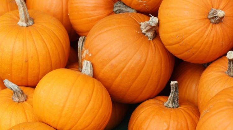 Pumpkin Patch Proceeds Go To Local Shelter