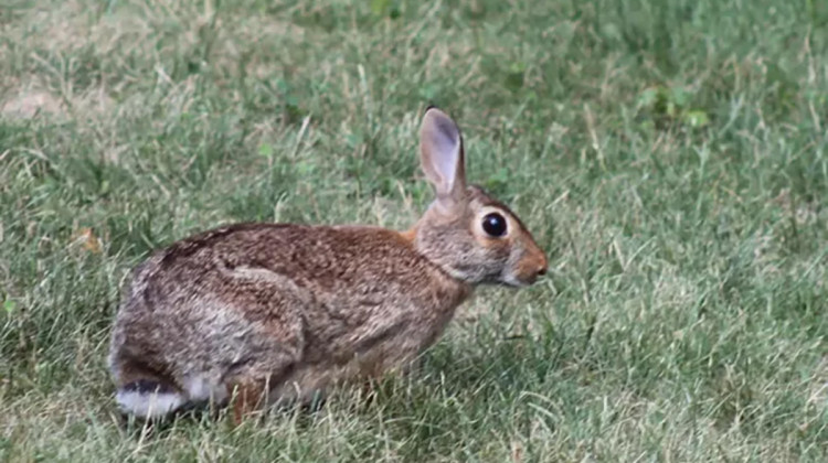 No humans or other animals have been affected by the current outbreak among wild rabbits. But tularemia can become a potentially serious illness for humans if not treated. - National Park Service