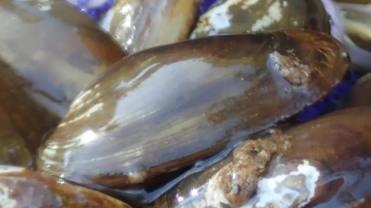 Unique mussel that relies on mudpuppy salamanders proposed as endangered