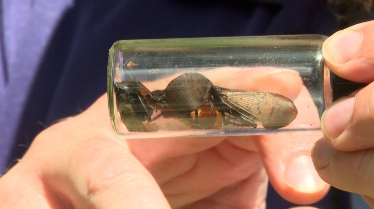 Local wineries on watch for damaging new insect to southern Indiana