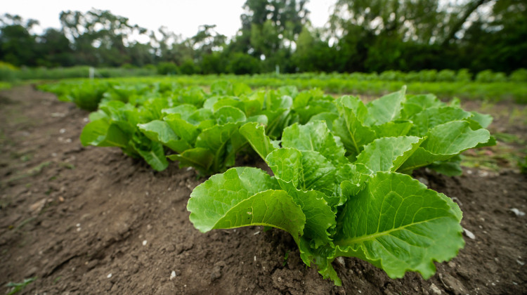 Federal cutbacks threaten fresh food access for Indy immigrant communities