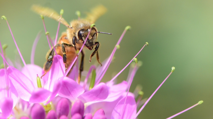 Western honey bee on Rocky Mountain Bee Plant. - Tom Koerner / USFWS