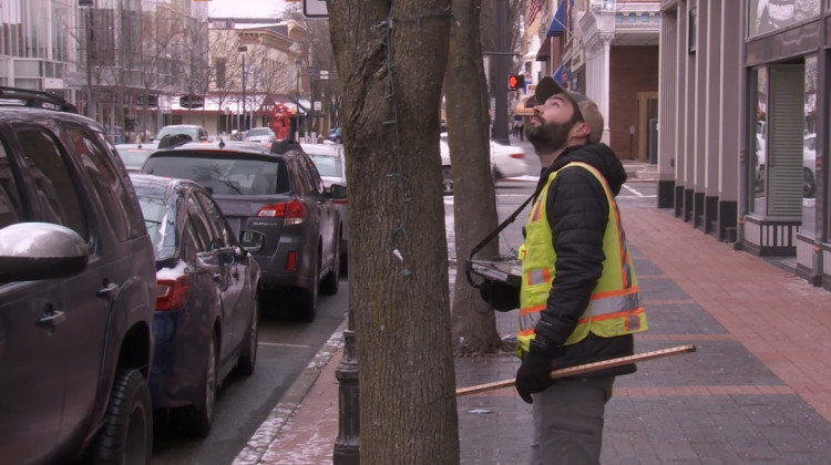 Tyler VanVlerah of Davey Resource Group looks at the condition of a tree in downtown Columbus while working on the city's tree inventory in 2020. - FILE PHOTO: Seth Tackett / WTIU