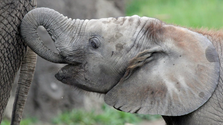 Indianapolis Zoo announces that a second African elephant Kalina, died Tuesday.