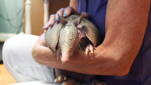 The Midwest has new neighbors: armadillos