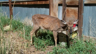 Deer farmers want to use genetics to address chronic wasting disease in Senate bill