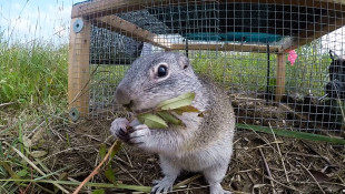 Release the squirrels! State endangered ground squirrels find new home at Kankakee Sands