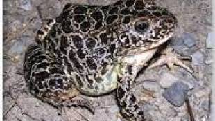 Crawfish Frog Project Gives Species A Jumpstart