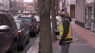 Sixteen Indiana communities get funding to grow their urban tree canopies