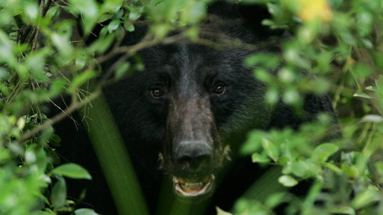 DNR Probes Death Of Black Bear Found In Northern Indiana