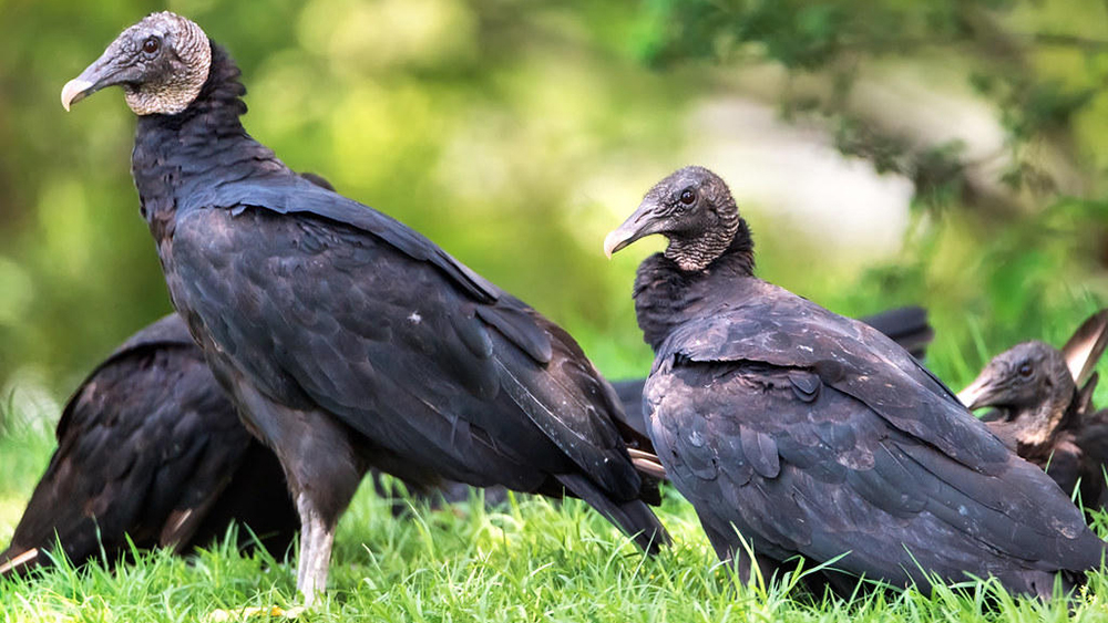 Nuisance Species: Black Vulture  Ohio Department of Natural Resources