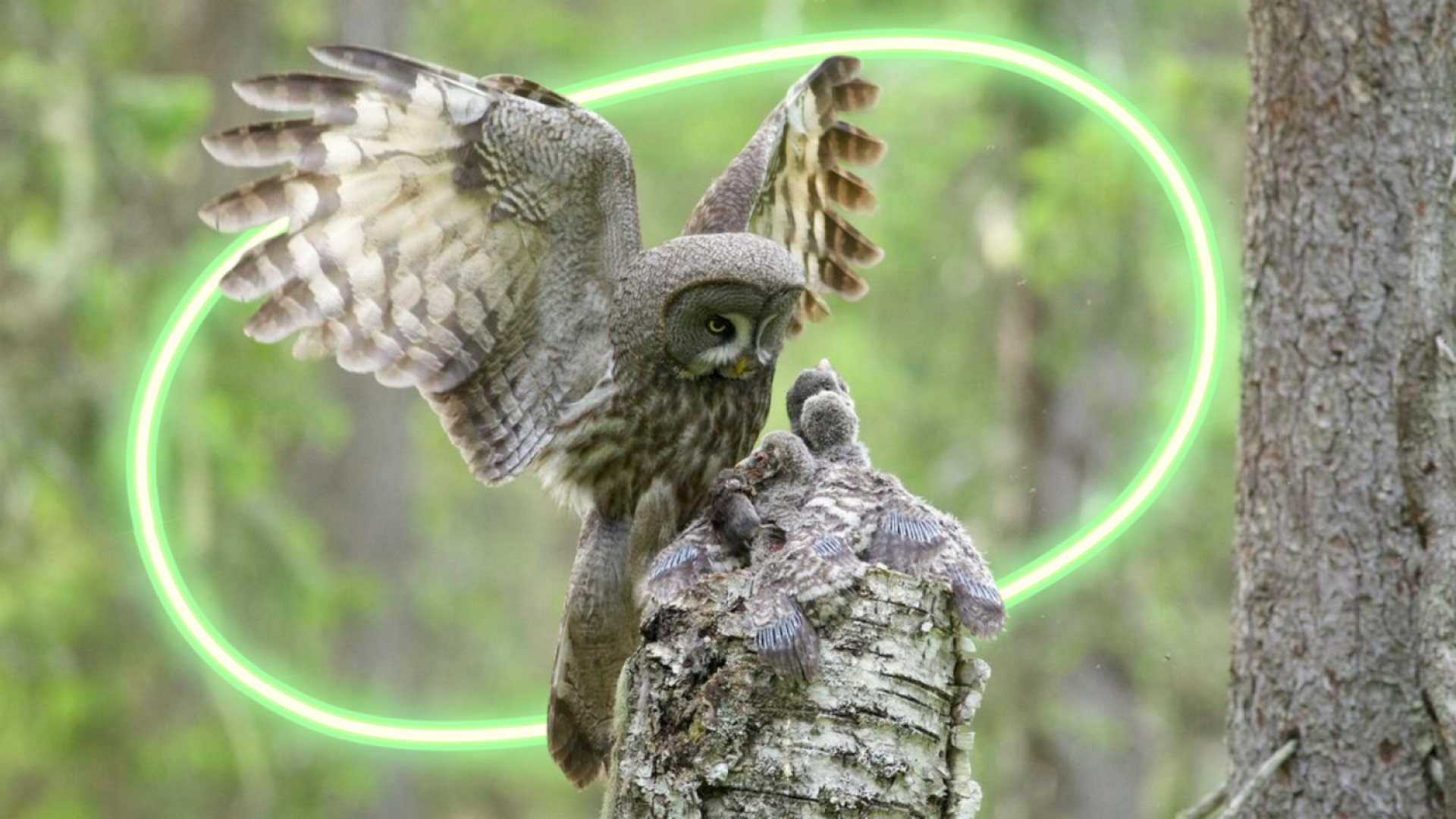 NATURE at Eagle Creek Park Owl Fest