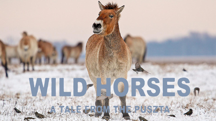 Wild Horses - A Tale From the Puszta